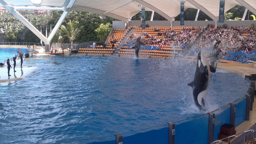 Шоу касаток в Loro Parque