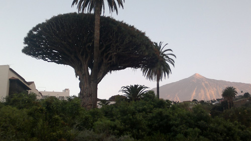 То самое драконово (лат. Dracaena draco) дерево на фоне Тейде